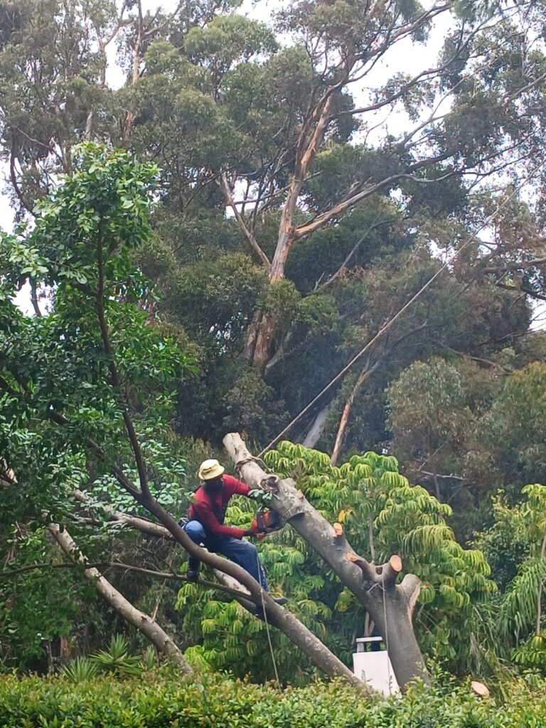 Tree trimming and felling
